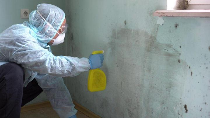 Mold Remediation South Florida